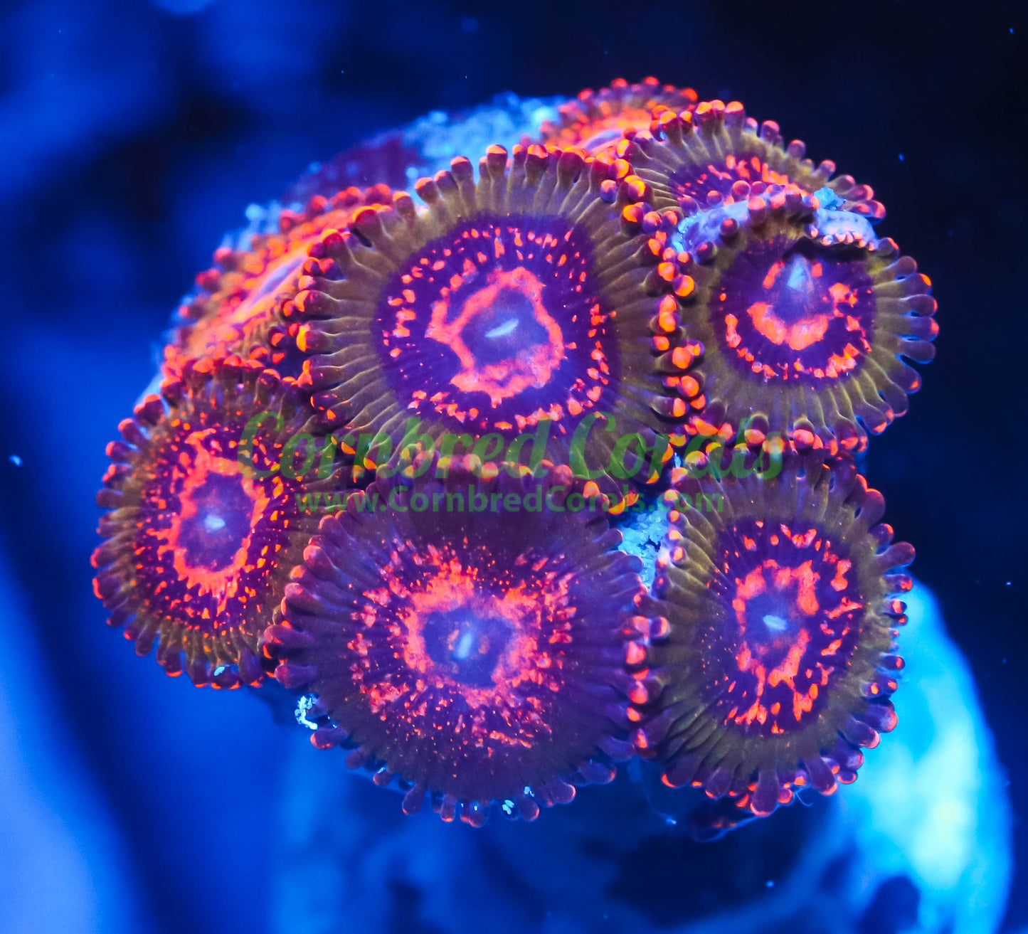 Cornbred Presents Jason Fox's Ass Krak Zoas