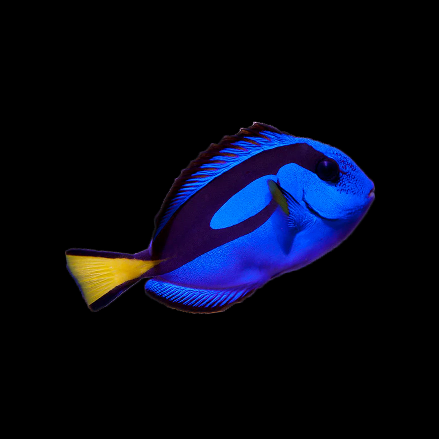Blue Hippo Tang