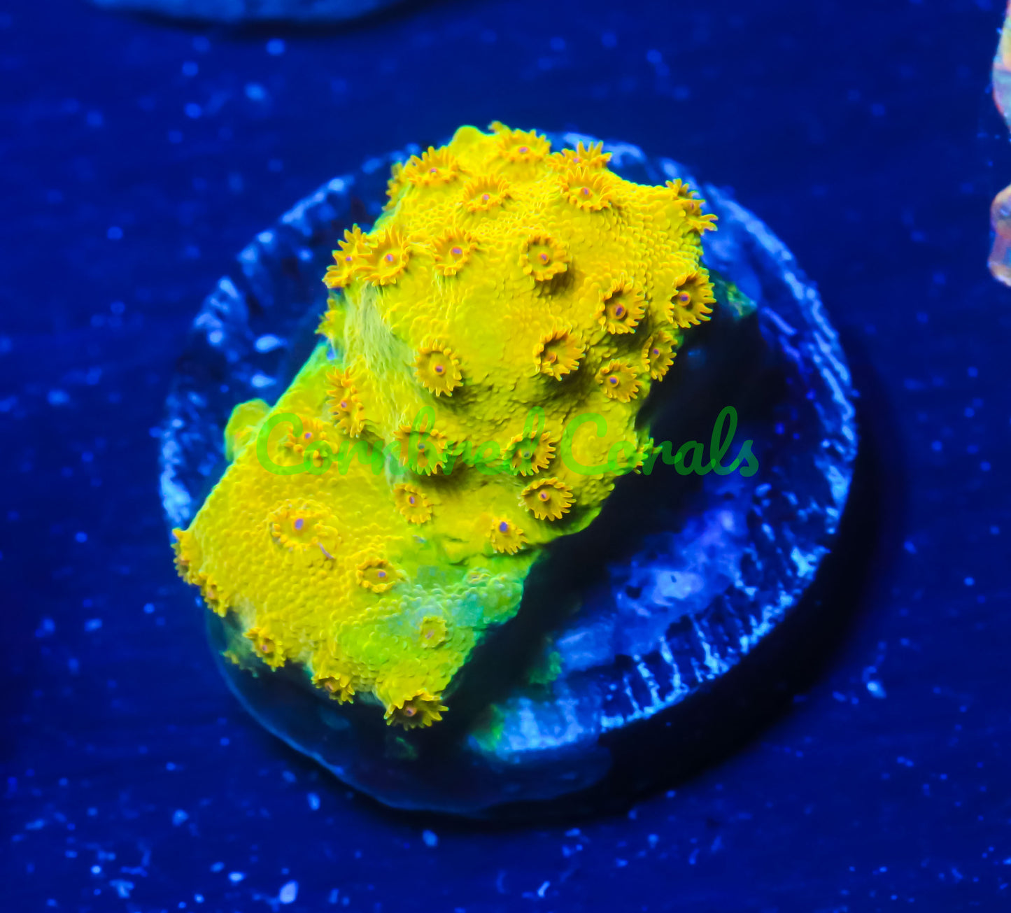 Cornbred's Banana Cyphastrea