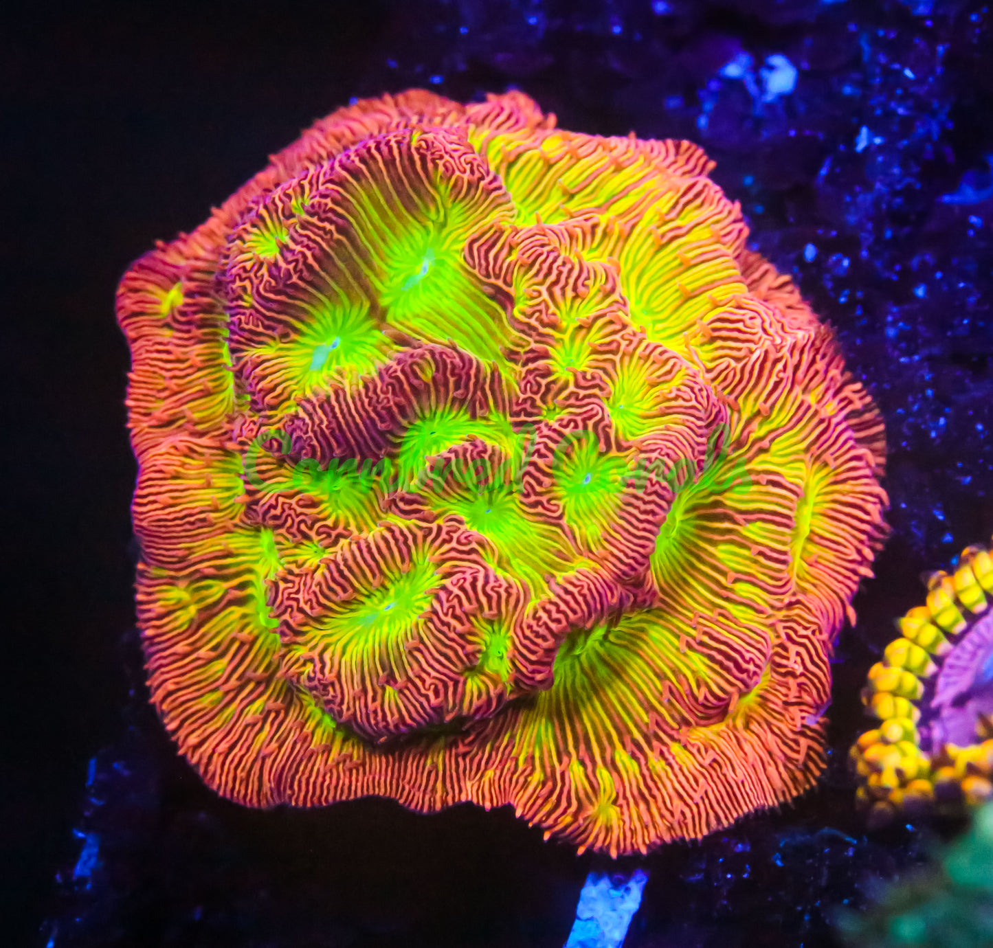 Cornbred Presents Jason Fox's Lethal Lepto - WYSIWYG