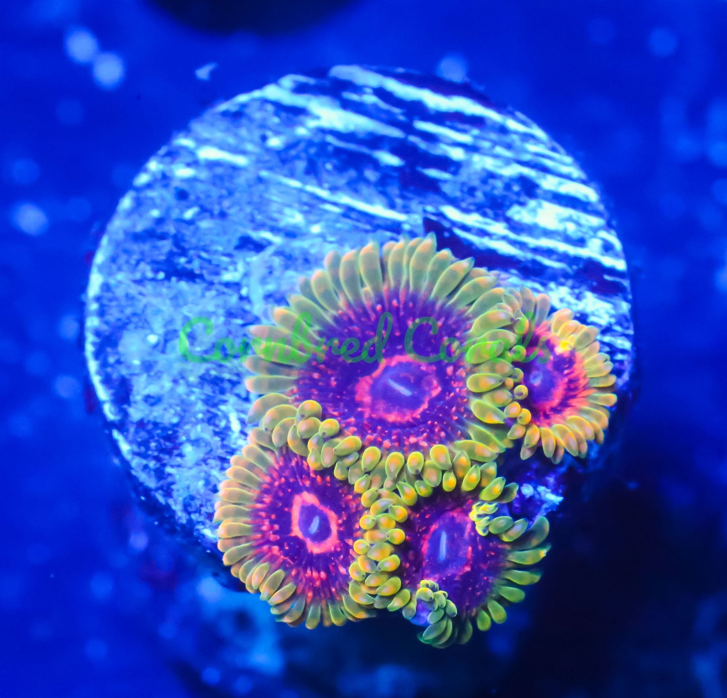 Cornbred's Predator Palys