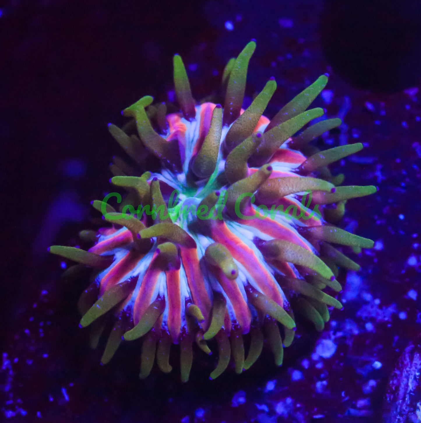Cornbred's Rainbow Sherbert Fungia Plate - WYSIWYG
