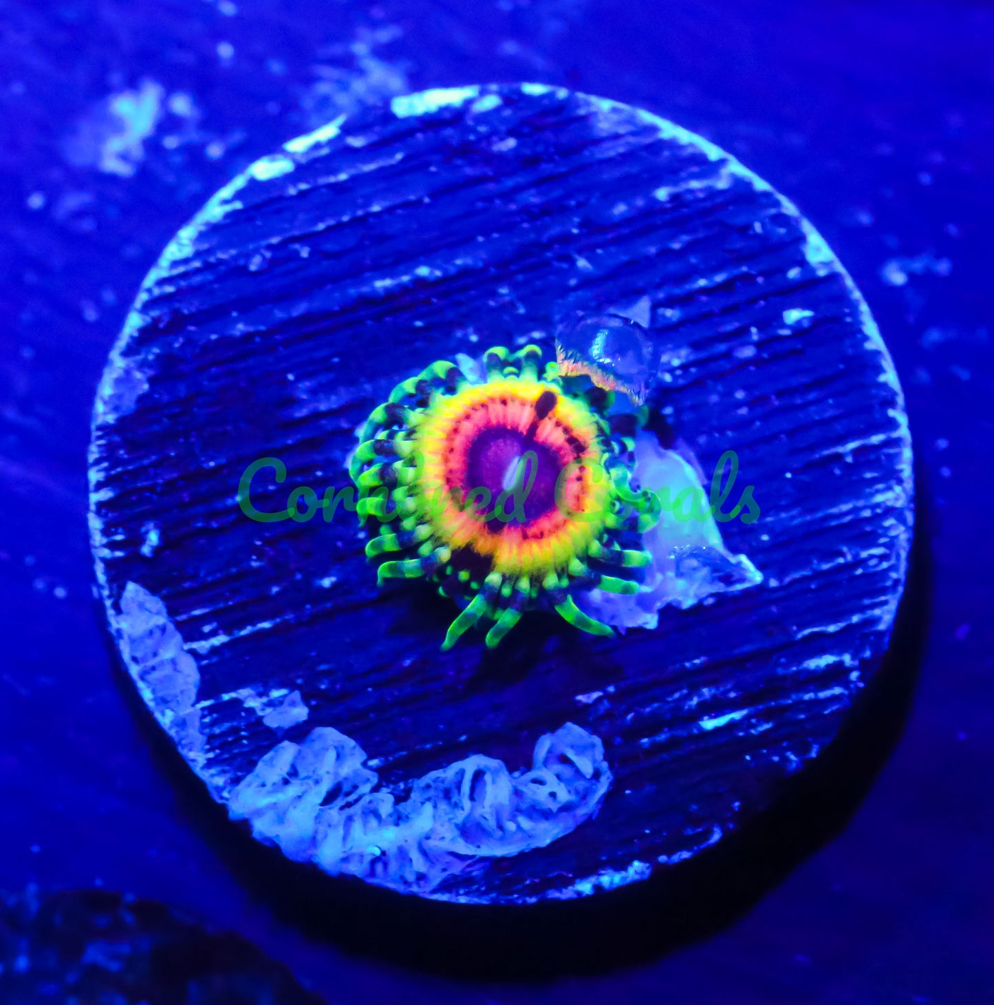 Cornbred's Little Shop of Horrors Paly