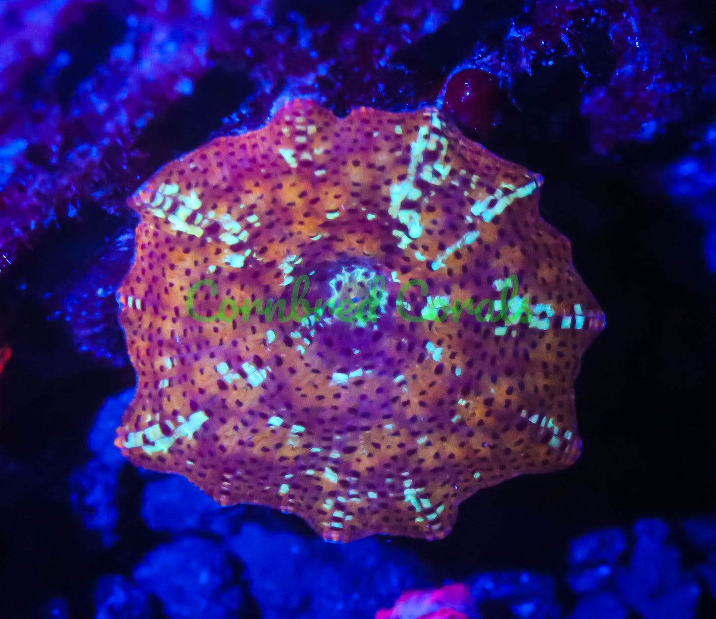 Cornbred's Leopard Discosoma Mushroom