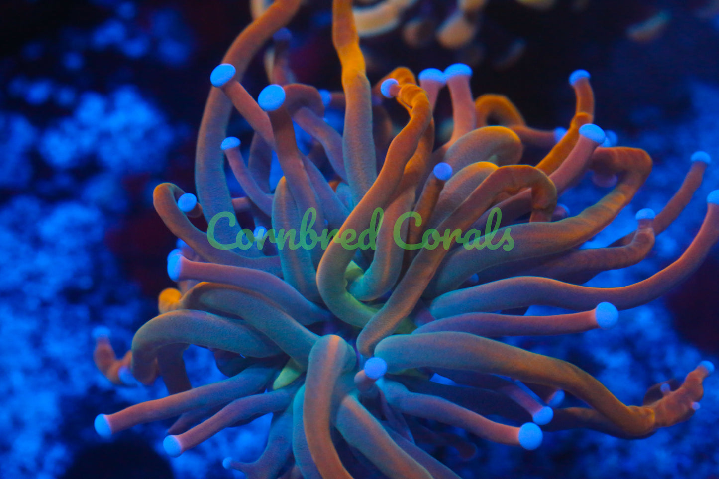 Cornbred's Dragon Tamer Torch