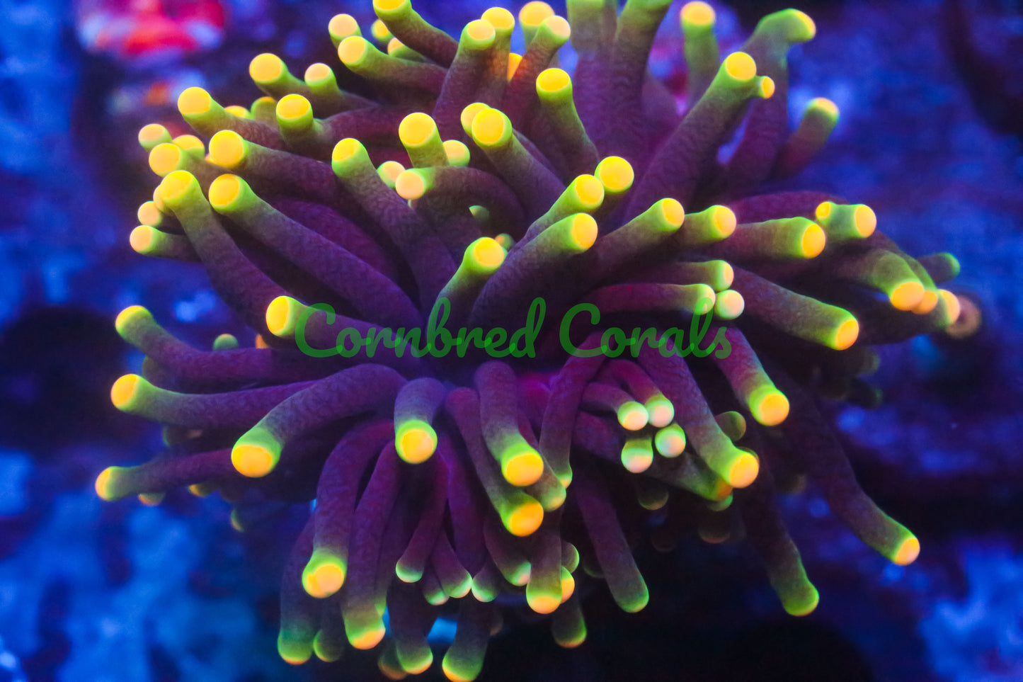 Cornbred's Rasta Torch