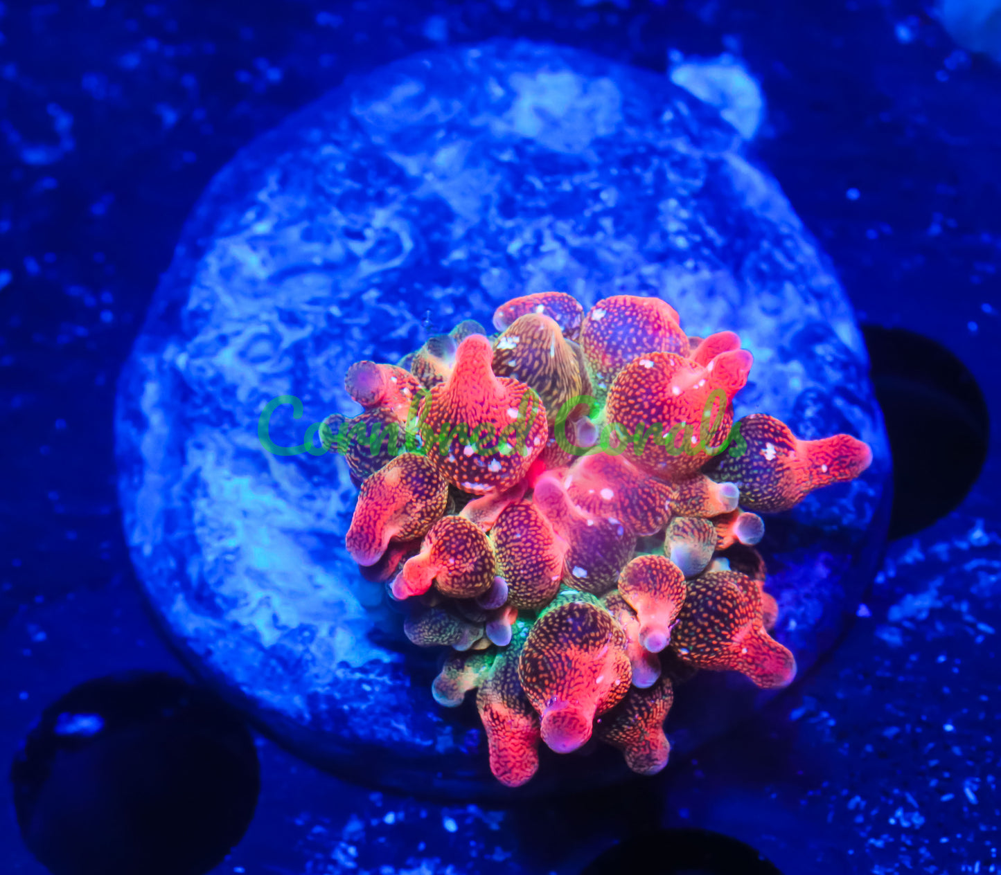 Cornbred's Solar Flare BTA Nem