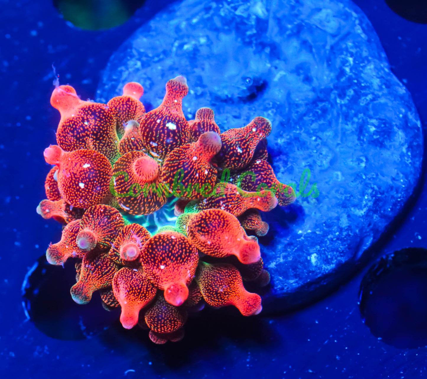 Cornbred's Solar Flare BTA Nem