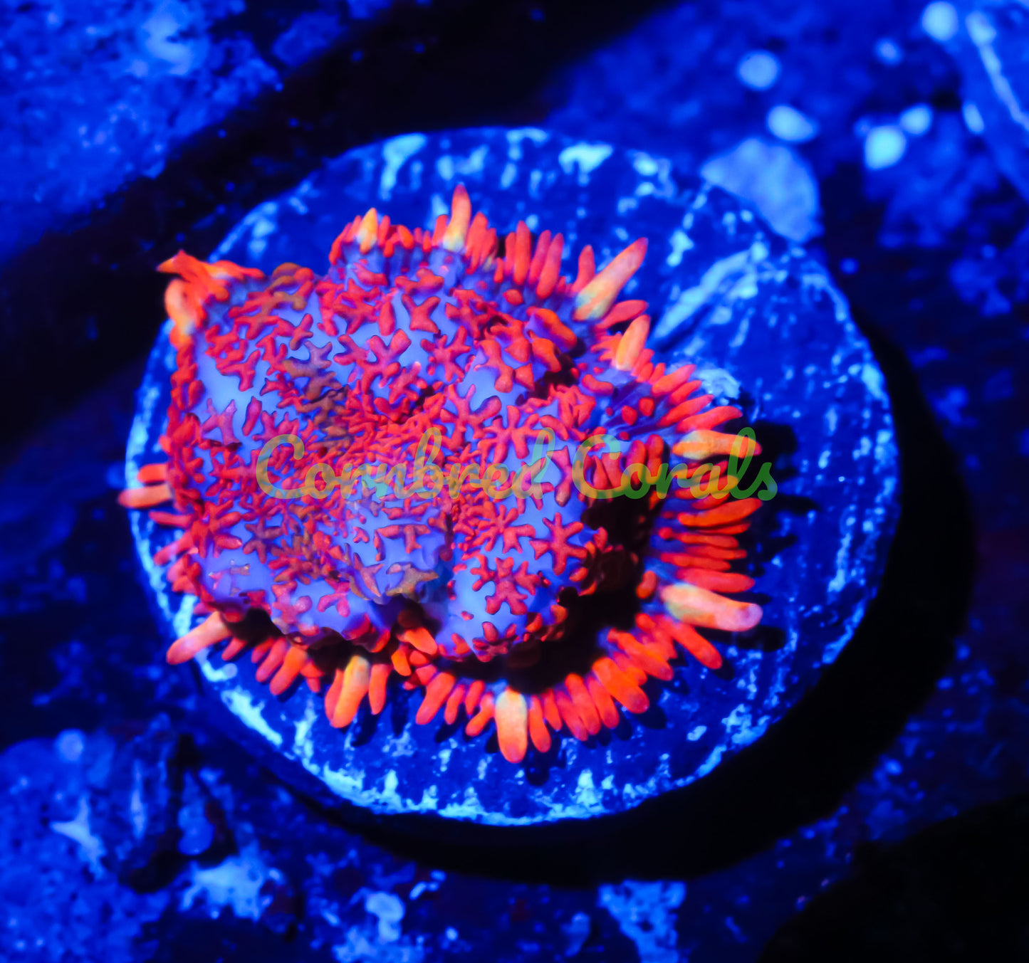 Cornbred's Spiderman Mushroom