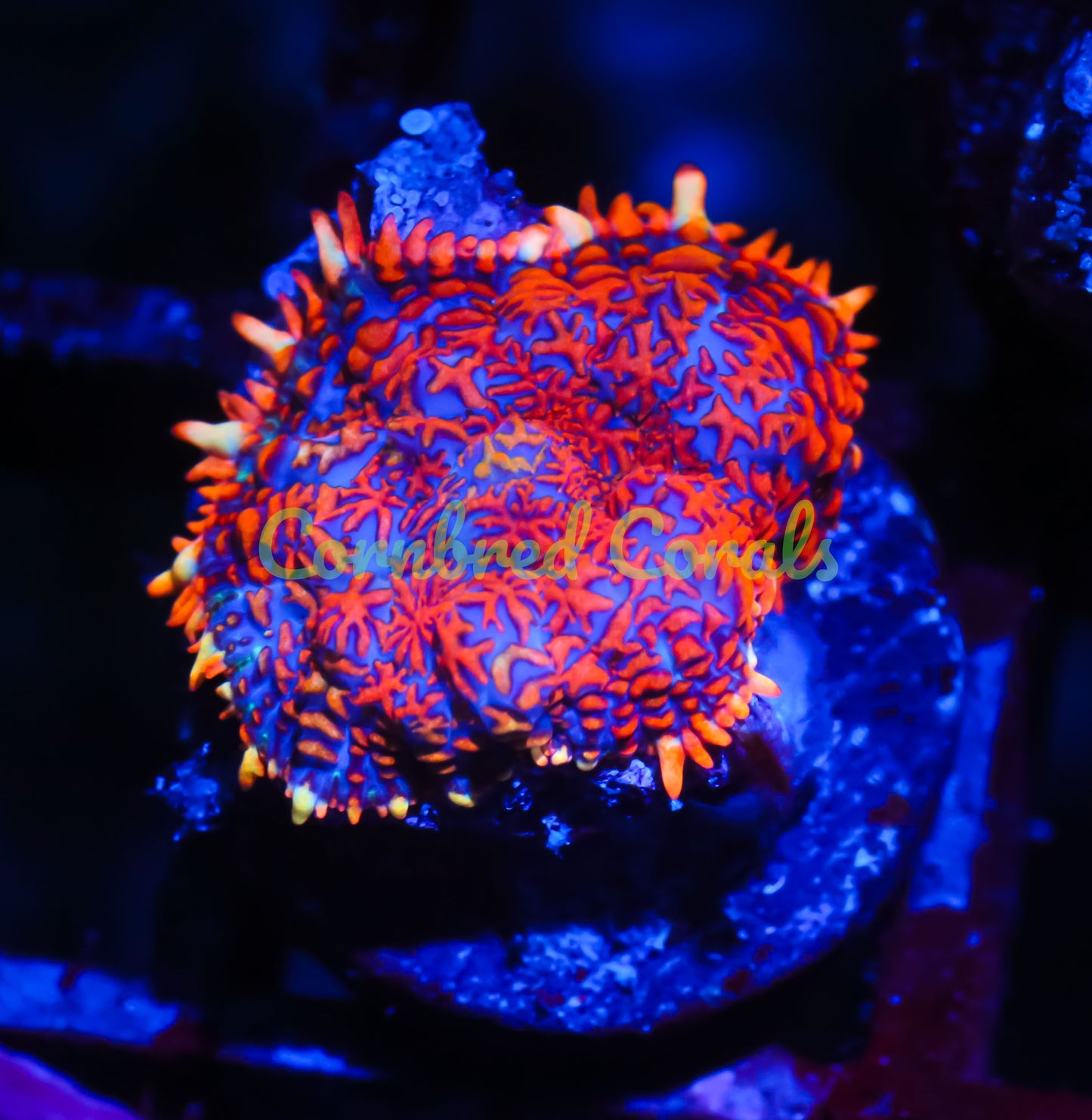 Cornbred's Spiderman Mushroom