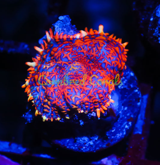 Cornbred's Spiderman Mushroom