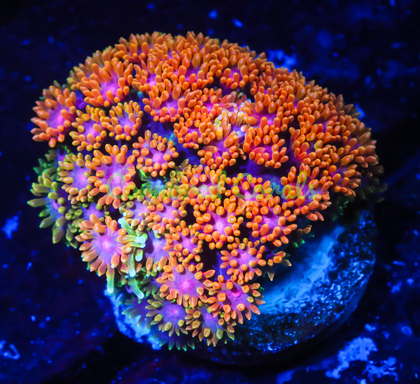 Cornbred's Fruit Loops Goniopora - WYSIWYG