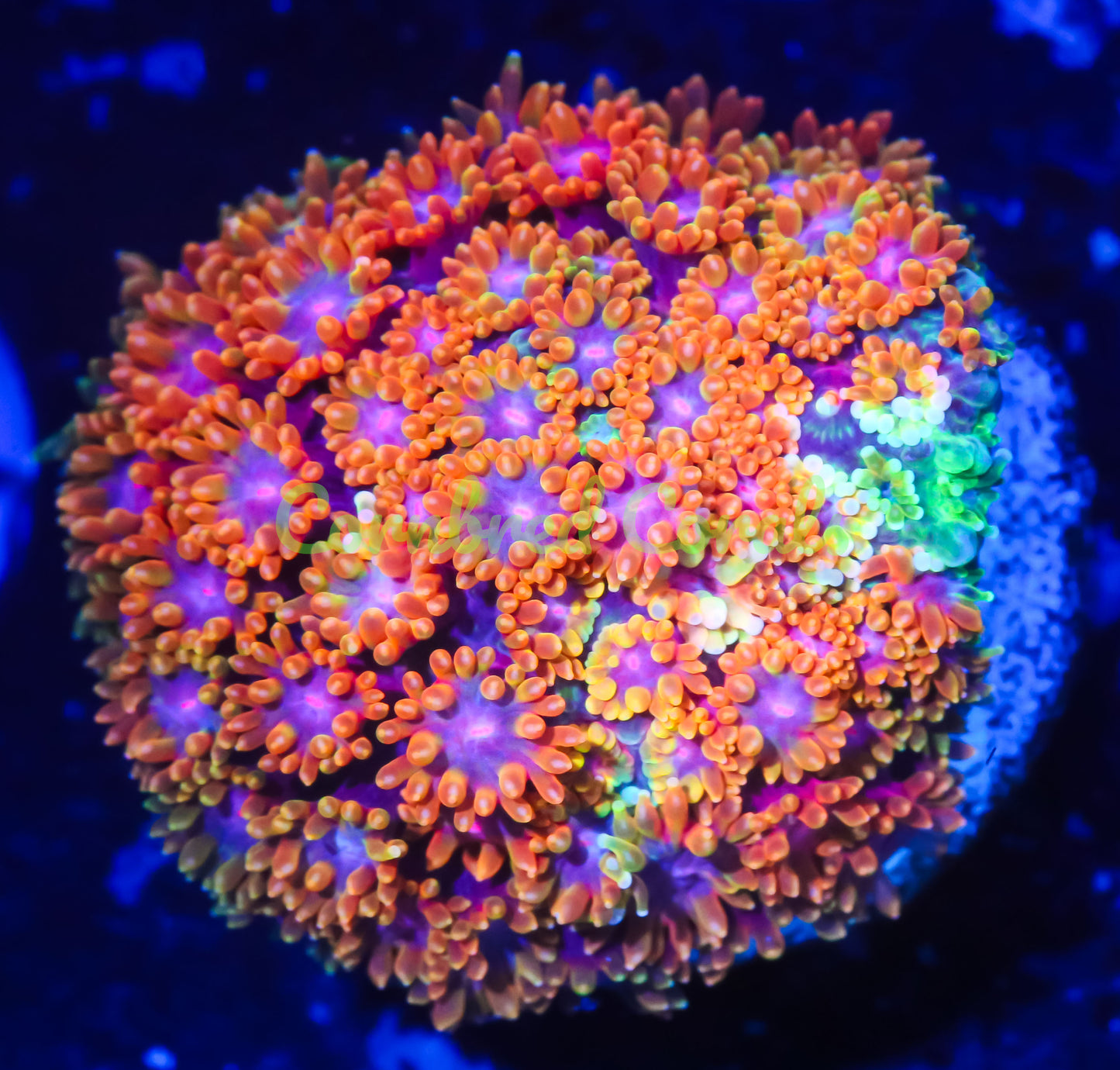 Cornbred's Fruit Loops Goniopora - WYSIWYG
