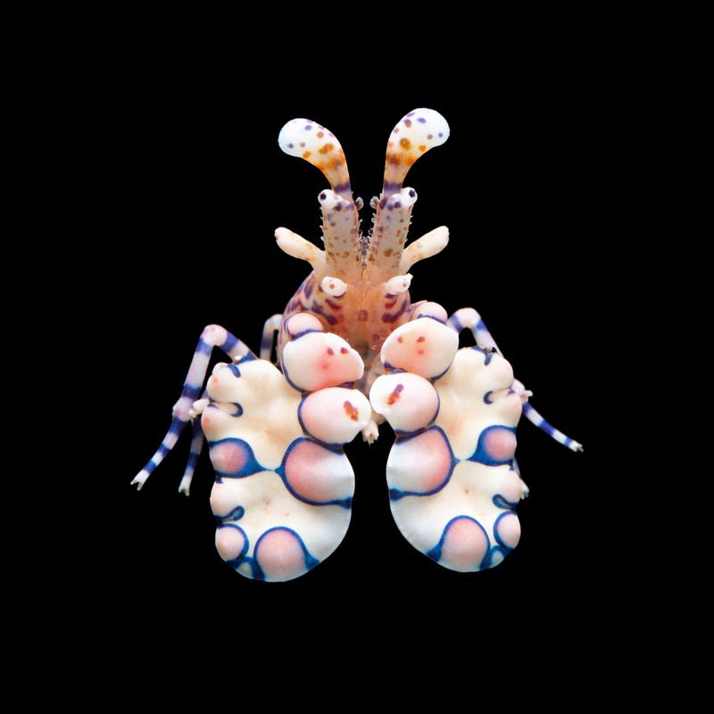 Harlequin Shrimp