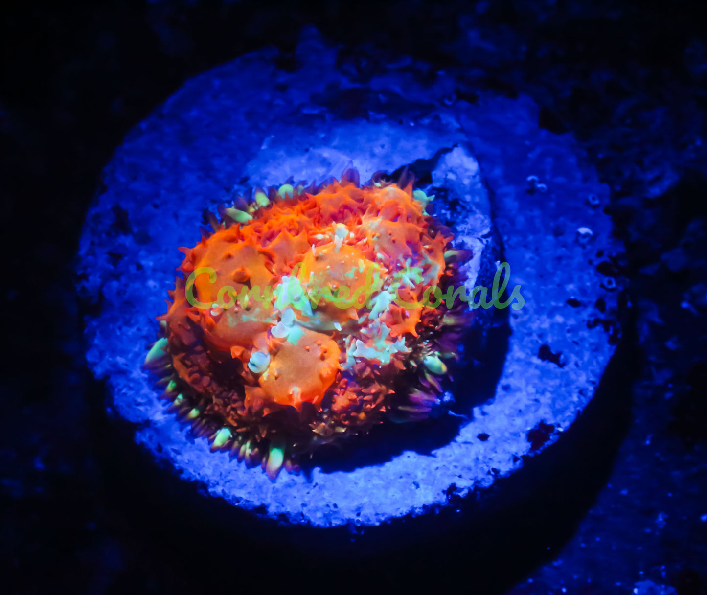 Cornbred's Inferno Pin Cushion Mushroom