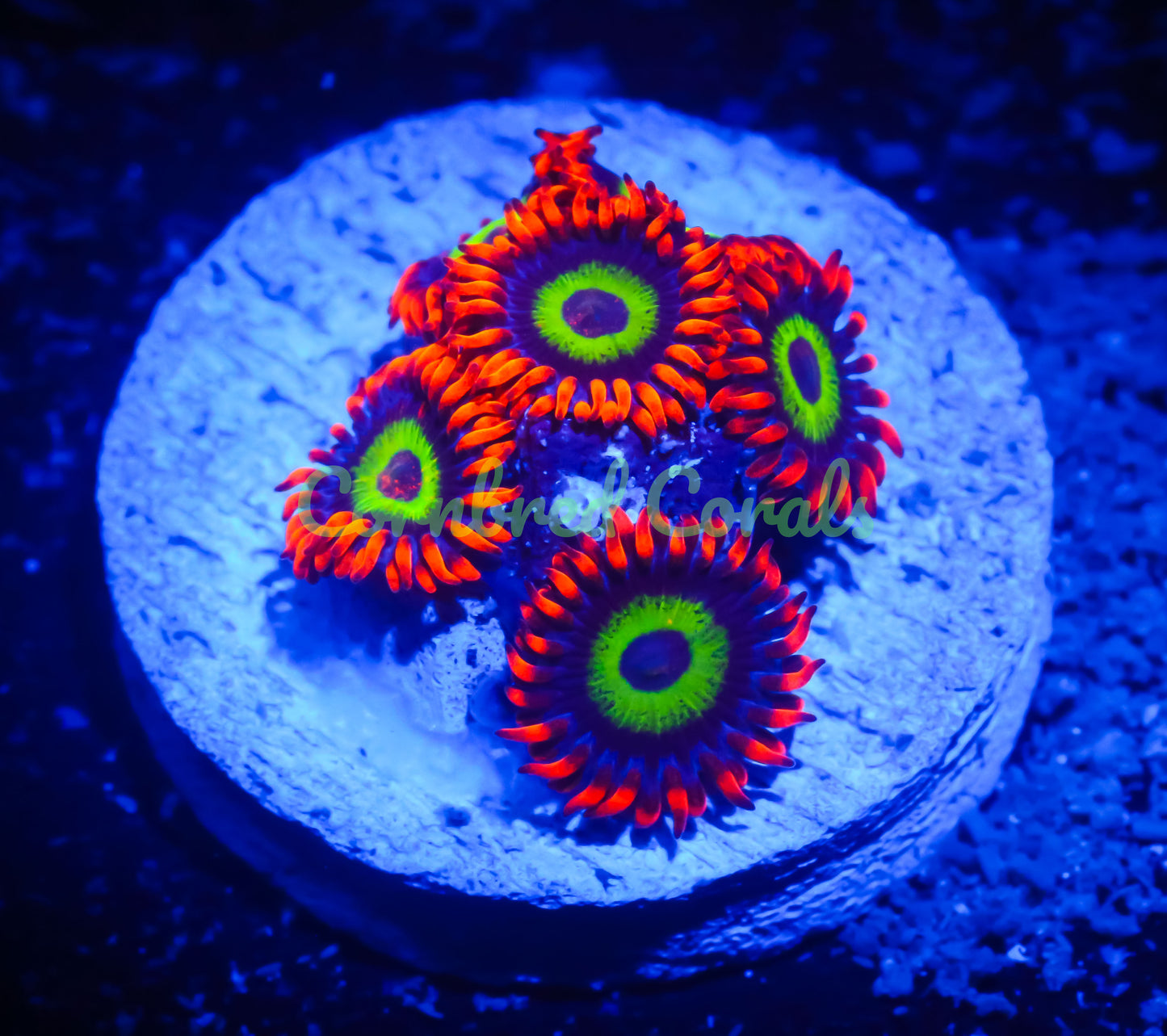 Cornbred's Ultimate Emerald on Fire Zoas