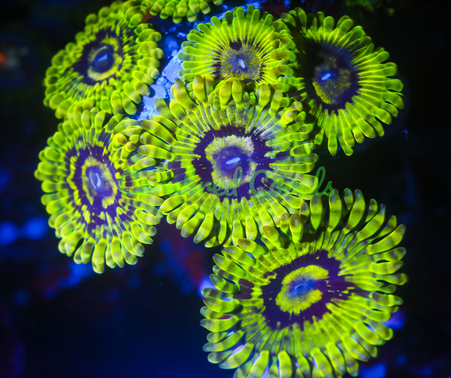 Cornbred's Wobbegong WOW Palys