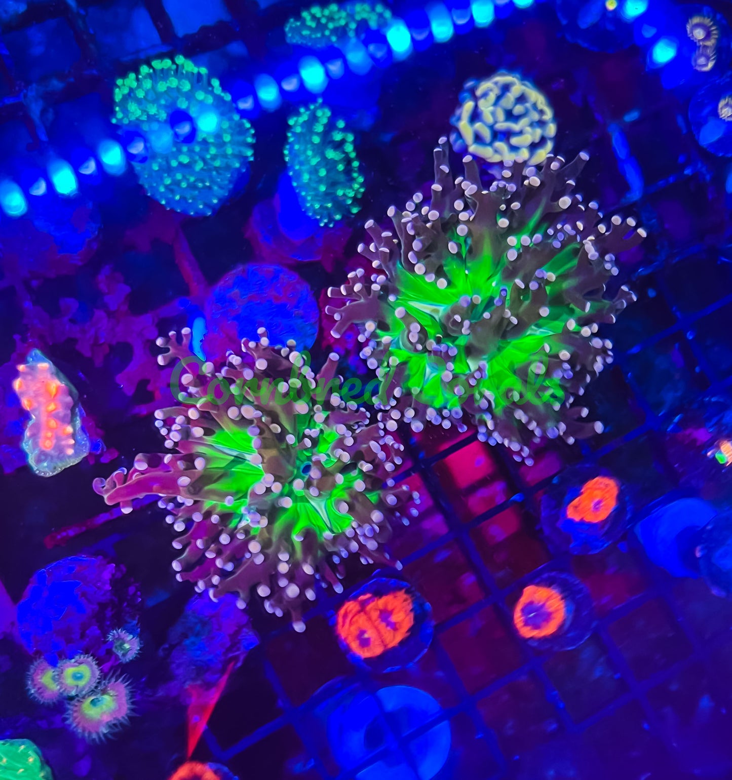Cornbred Presents RMF's Pink Tip Branching Frogspawn