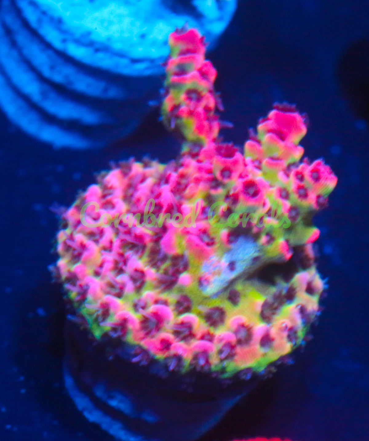 Cornbred's Dippin Dots Acro - WYSIWYG acro
