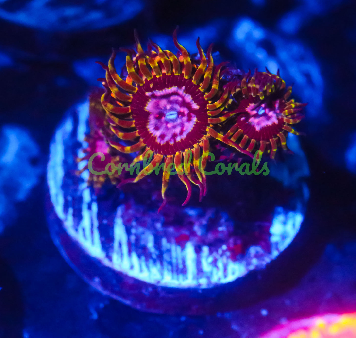 Cornbred's Space Monster Paly