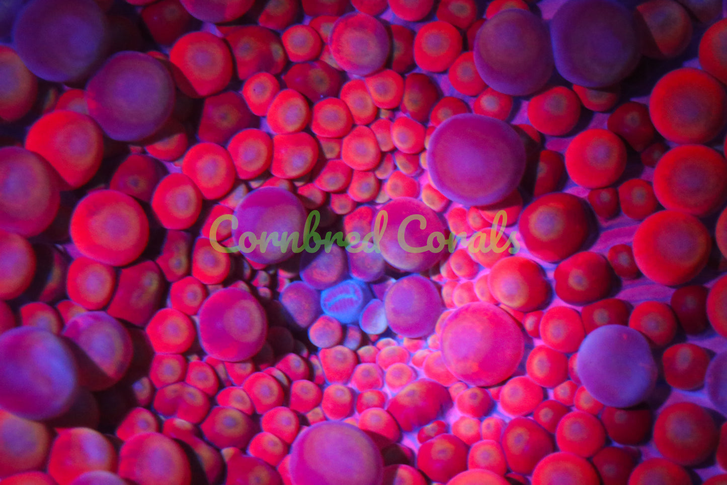 Cornbred's Play Dough Yuma