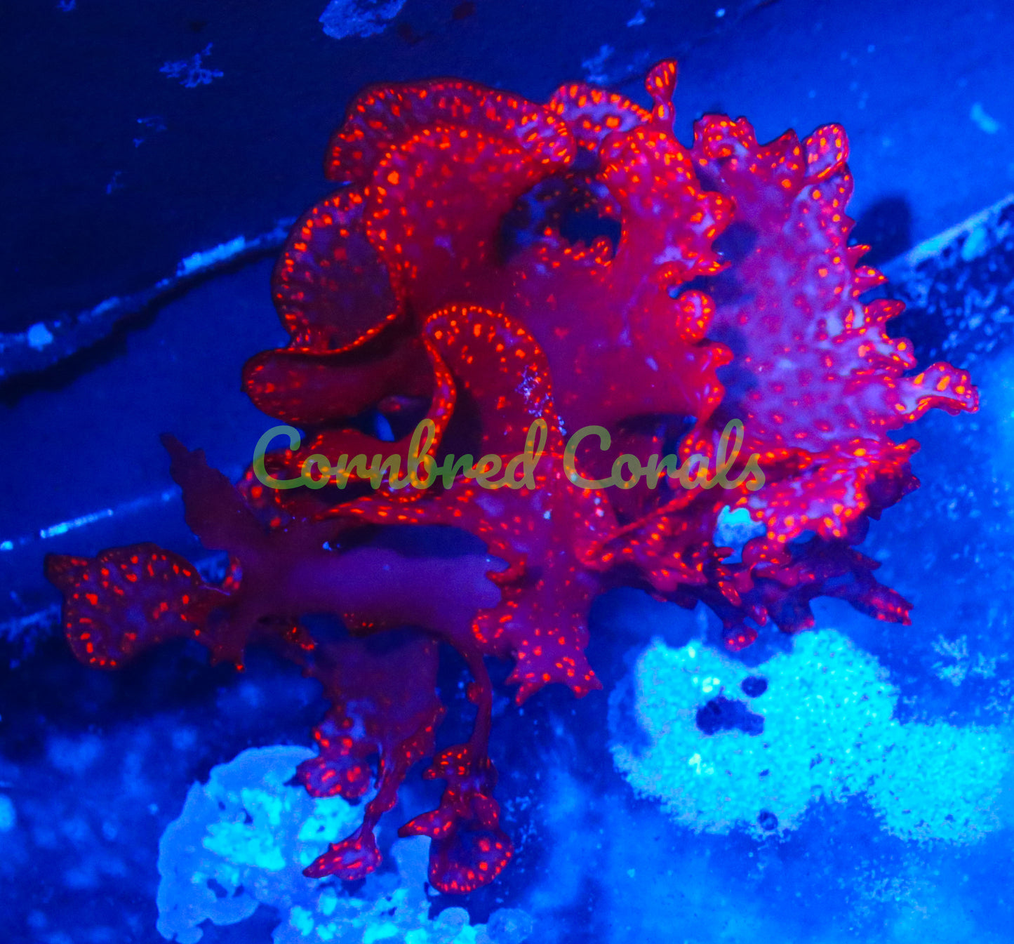 Cornbred’s Atomic Broccoli Algae - Frag