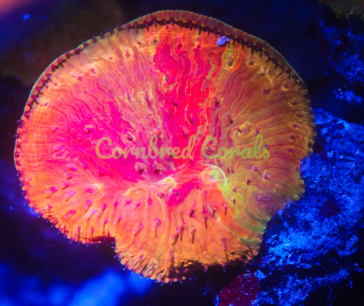 Cornbred Presents WWC's Diablo Diaseris Plate