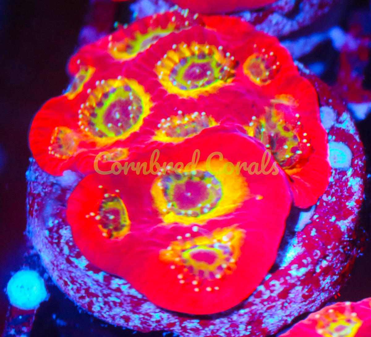 Cornbred's Flame Boi Favia - Frag - LIVE CORAL