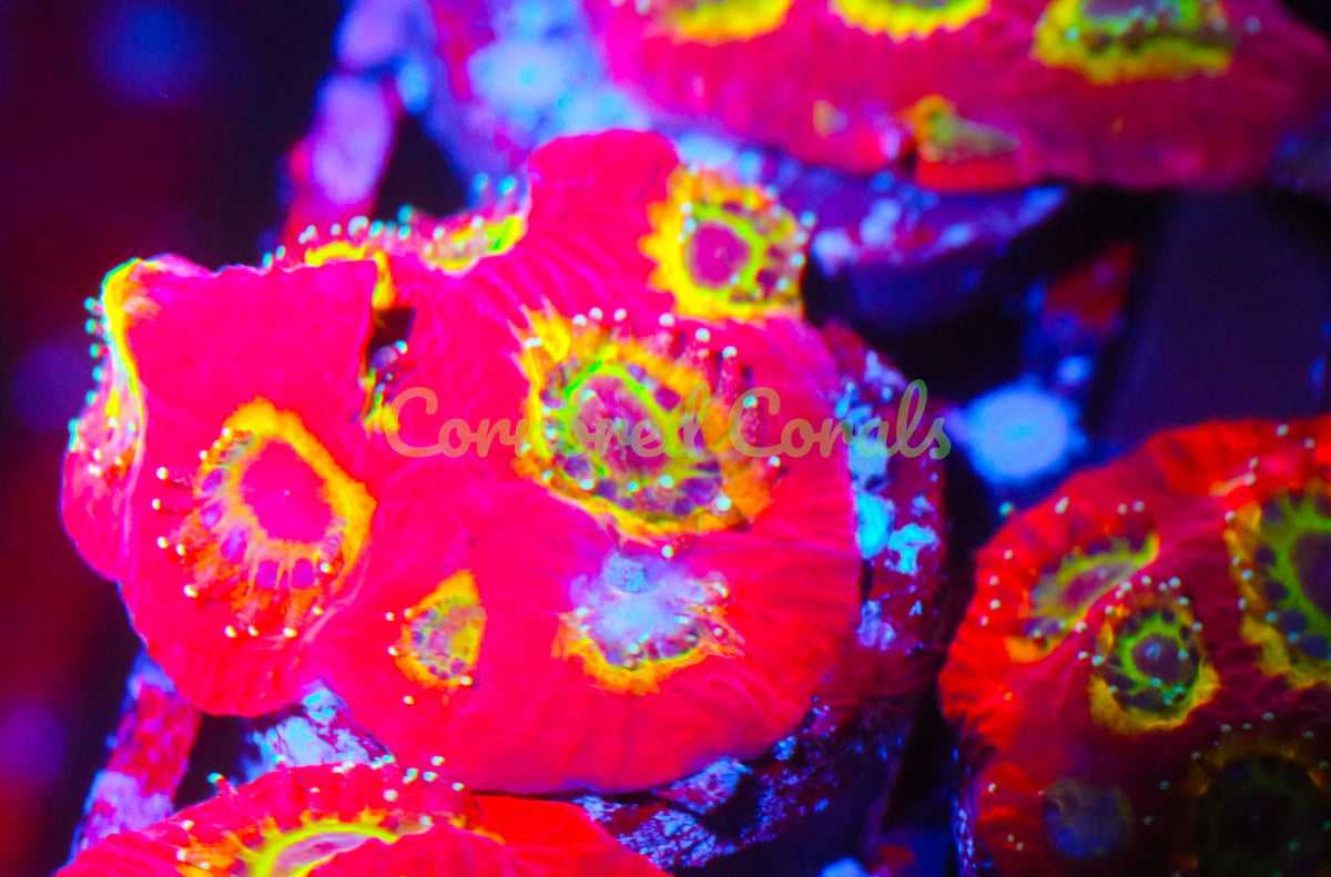Cornbred's Flame Boi Favia - Frag - LIVE CORAL