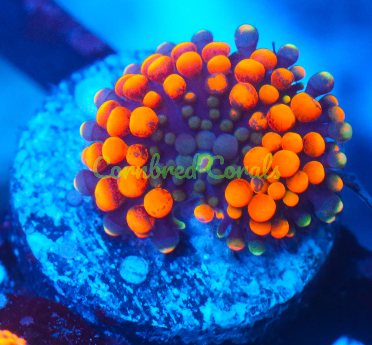 Cornbred's Dark Green Center Orange Splash Bounce Ricordea Mushroom - WYSIWYG (Copy)