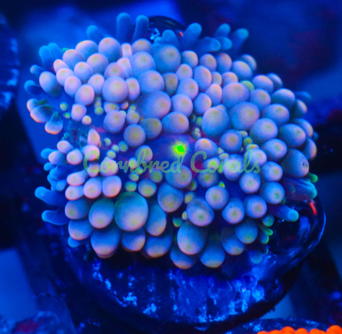 Cornbred's Pink Zombie Ricordea Mushroom