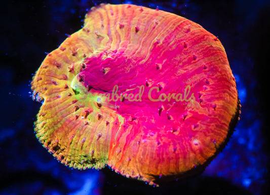 Cornbred Presents WWC's Diablo Diaseris Plate