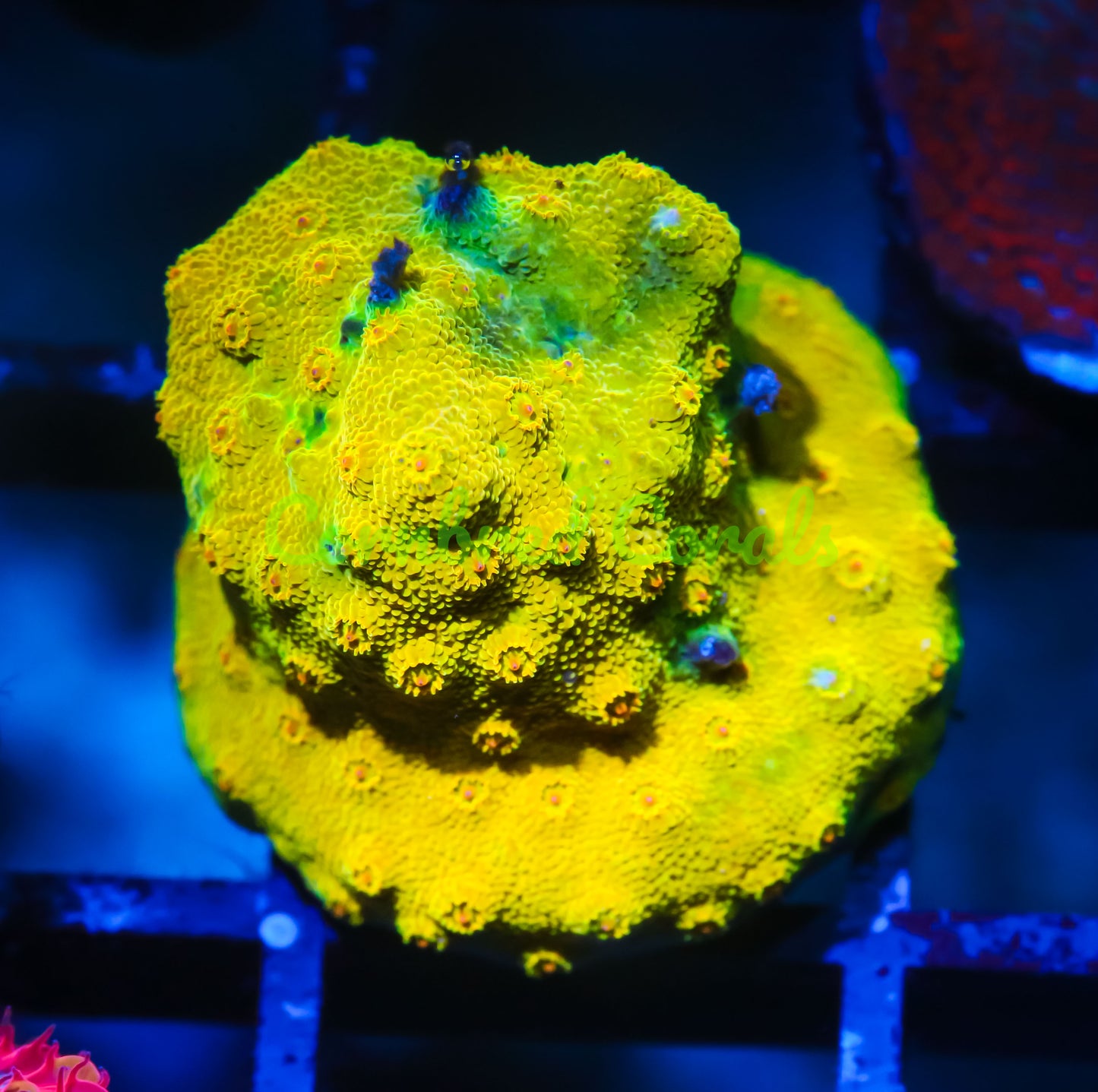 Cornbred's Banana Cyphastrea - WYSIWYG