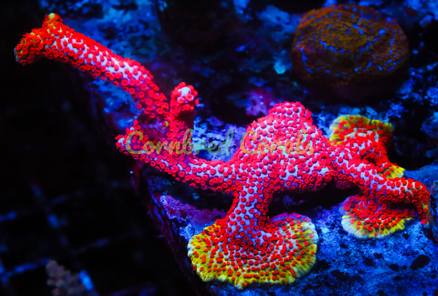 Cornbred's Bubble Gum Digi - WYSIWYG