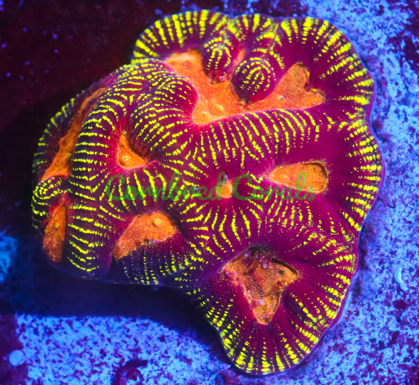 Cornbred's Vitality Maze Brain - WYSIWYG