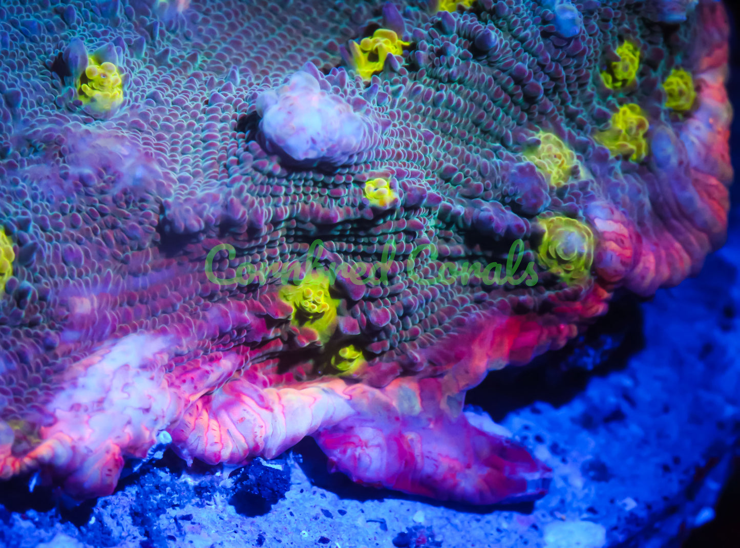 Cornbred's Pink Sexy Chalice - WYSIWYG