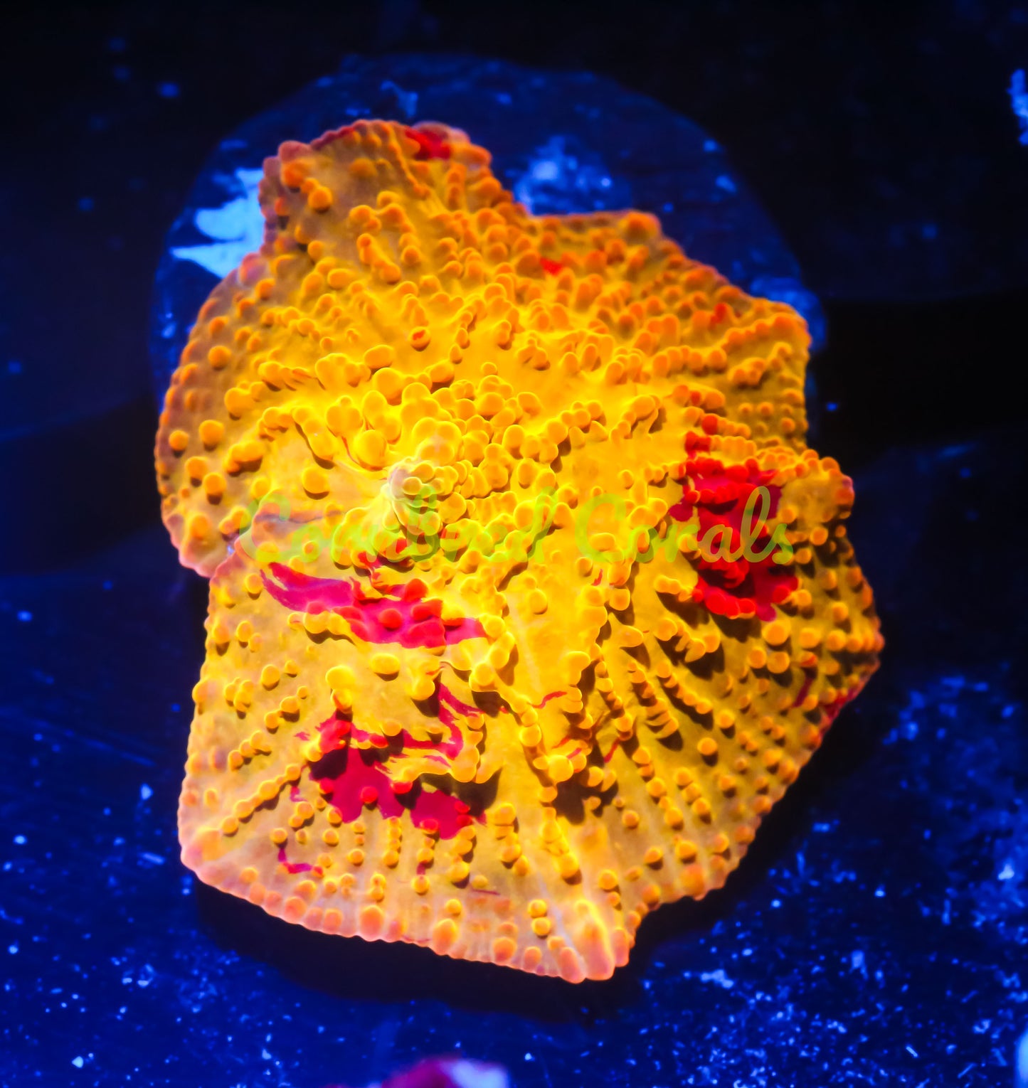 Cornbred's Rainbow Jawbreaker Mushroom - WYSIWYG