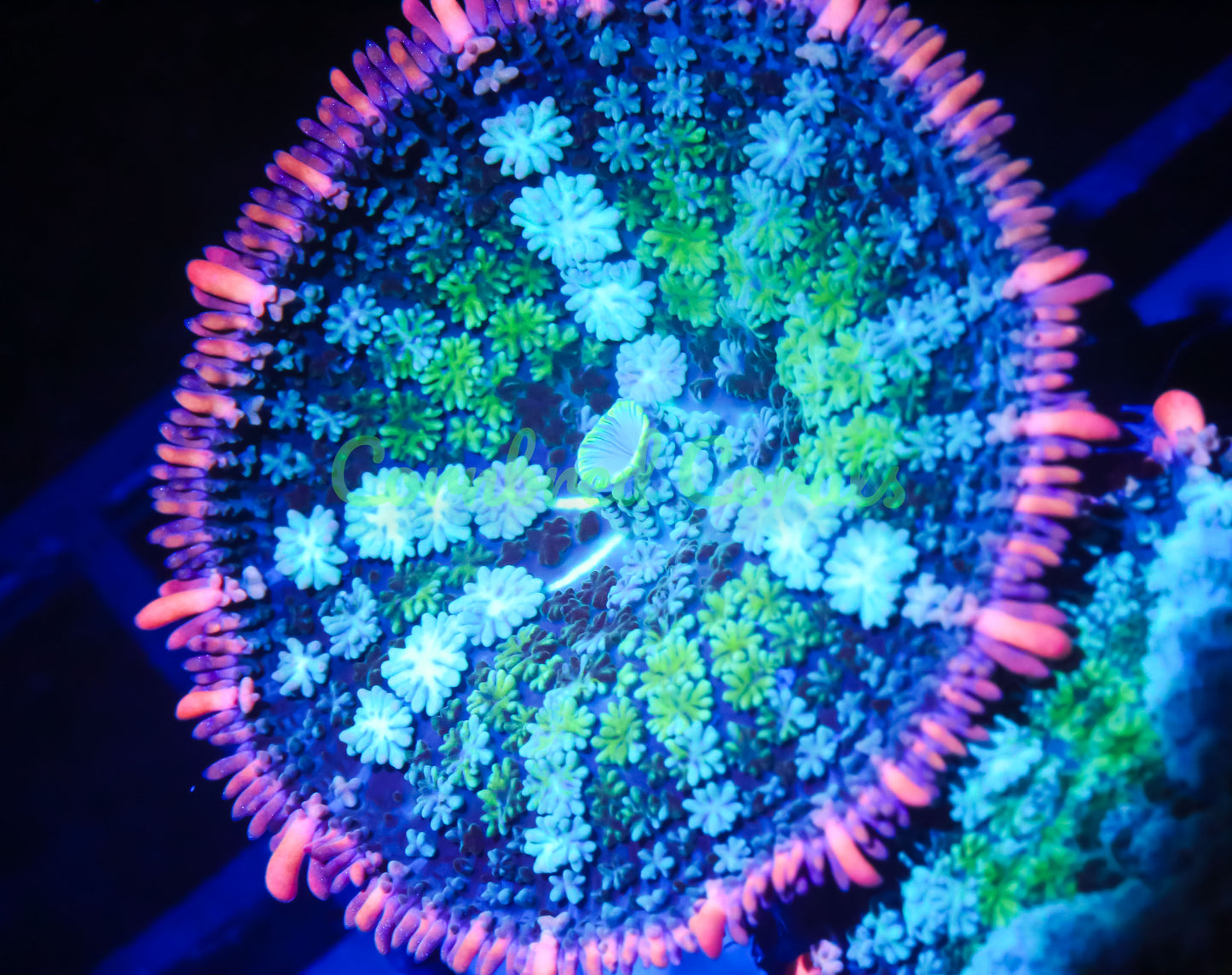 Cornbred's Frankenstein Bounce Mushroom