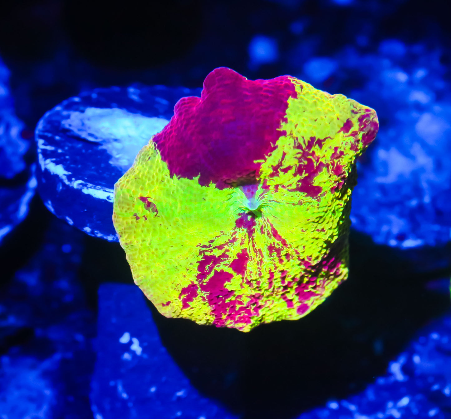 Cornbred's Rainbow Eclectus Mushroom - WYSIWYG