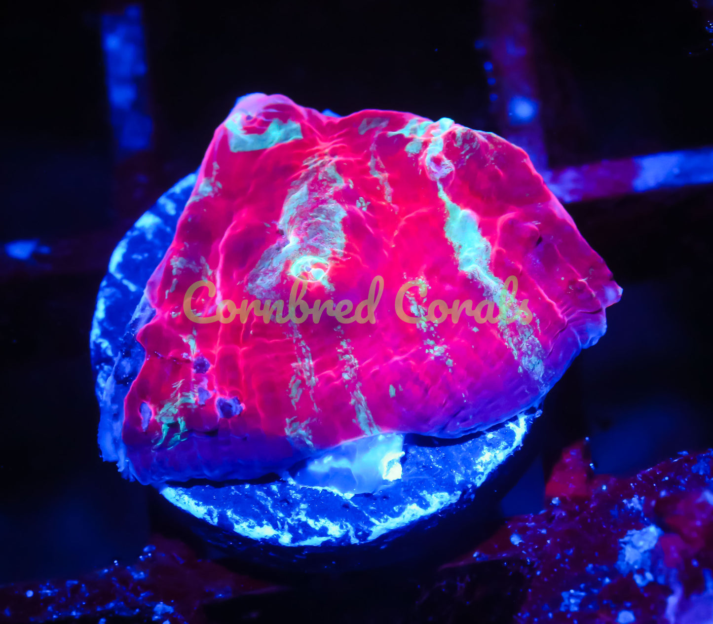Cornbred's Tiger Lily Chalice - WYSIWYG