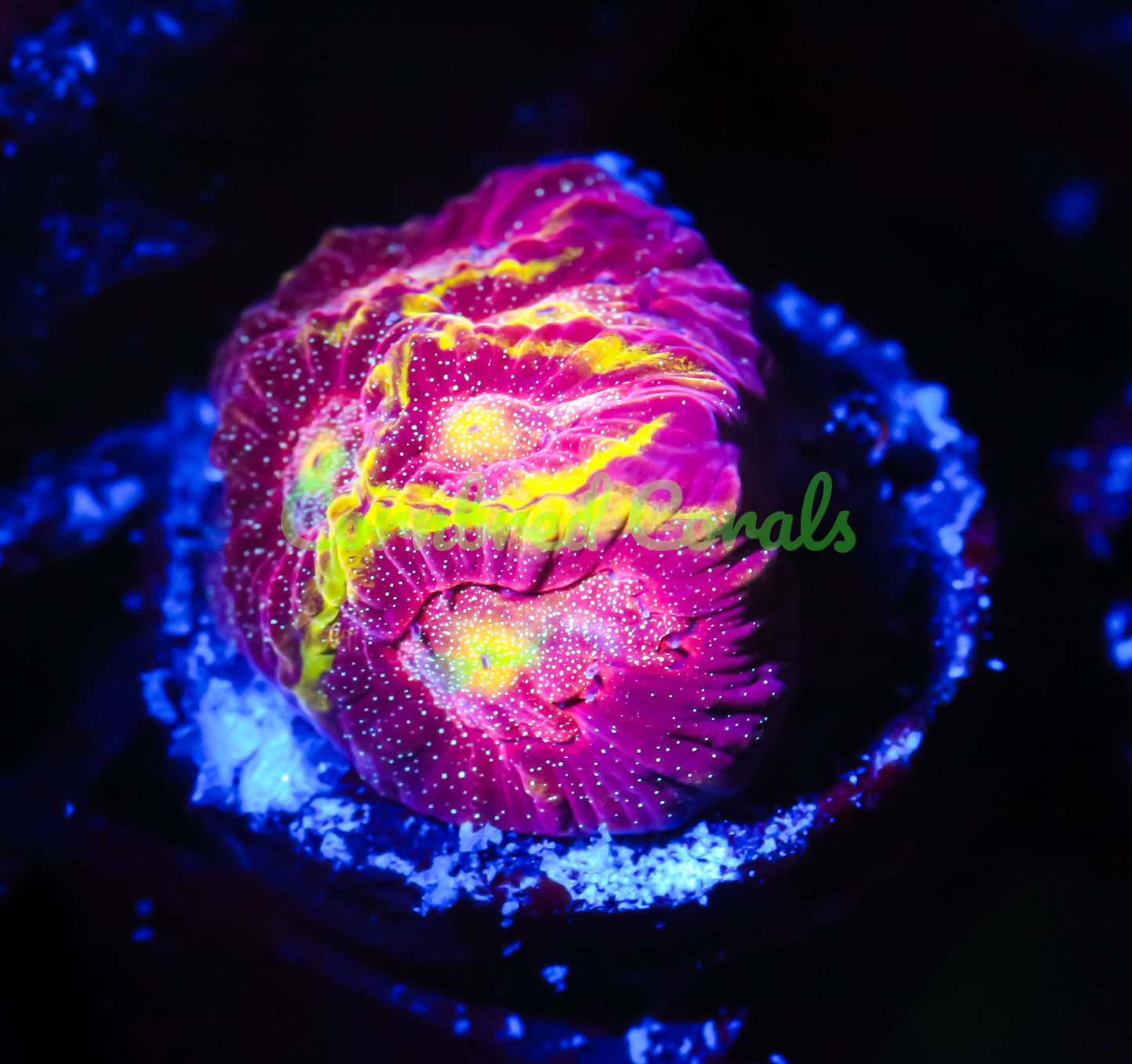 Cornbred's Fireball Favia - WYSIWYG