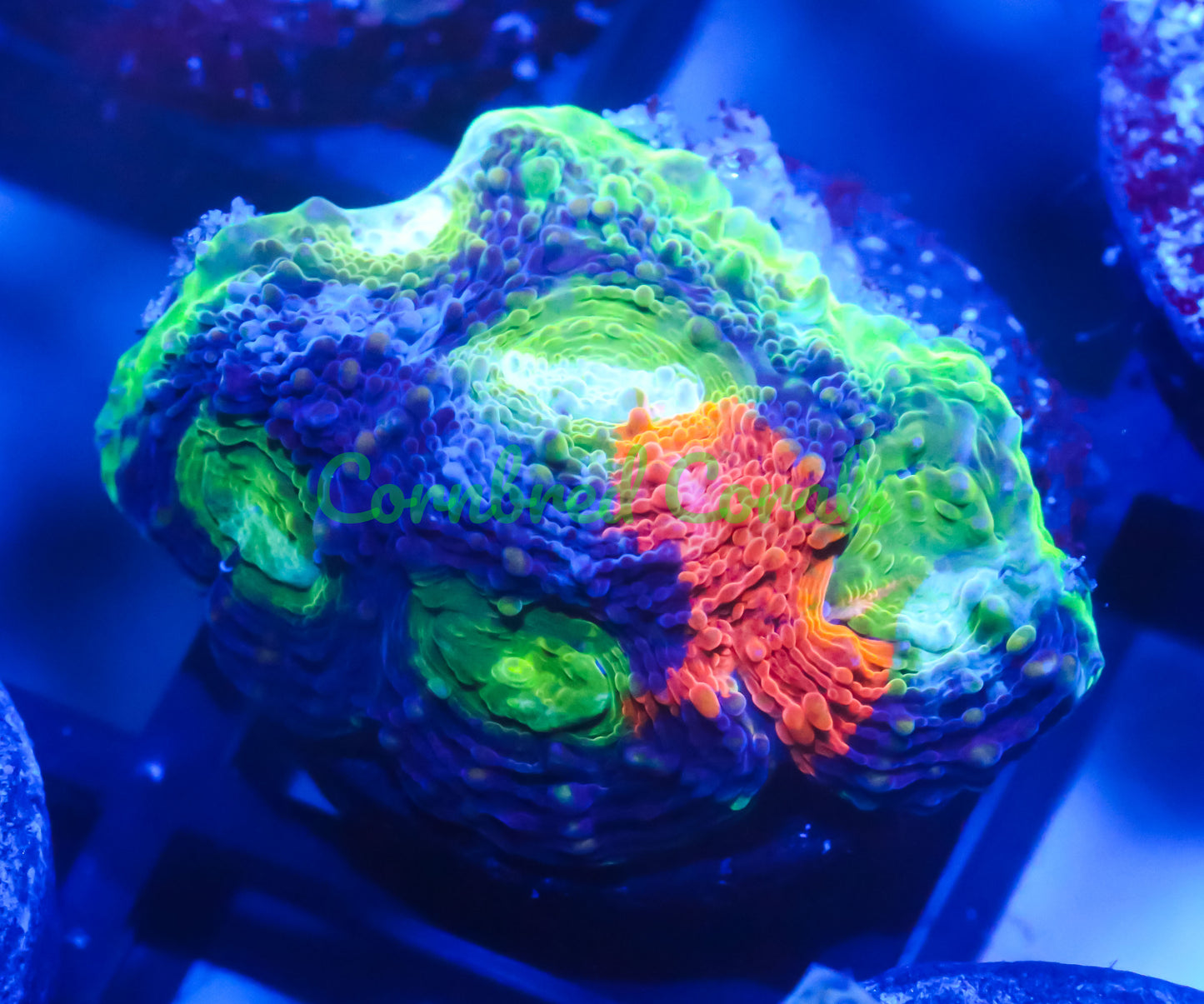 Cornbred's Northern Lights Echinata - WYSIWYG