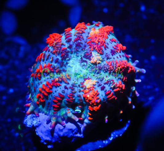 Cornbred's Flaming Nectar Mushroom - WYSIWYG