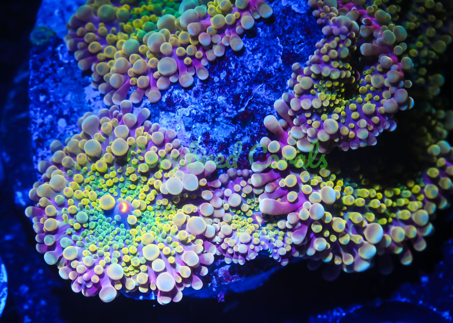 Cornbred's Sour Croc Yuma Mushroom - WYSIWYG