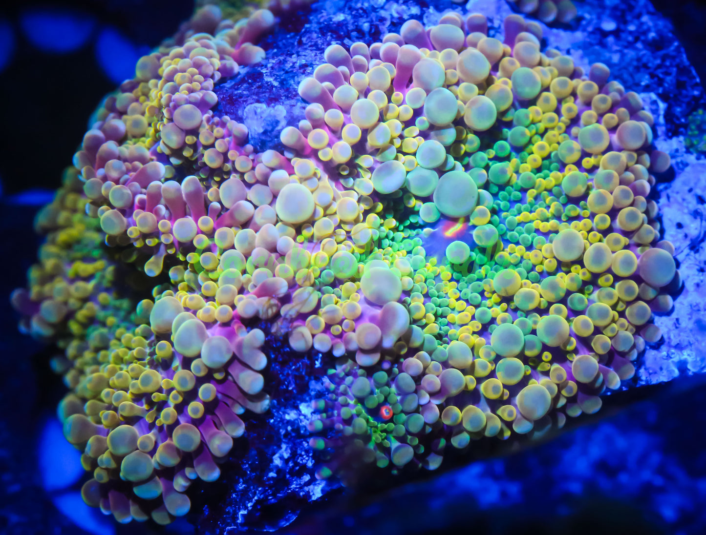Cornbred's Sour Croc Yuma Mushroom