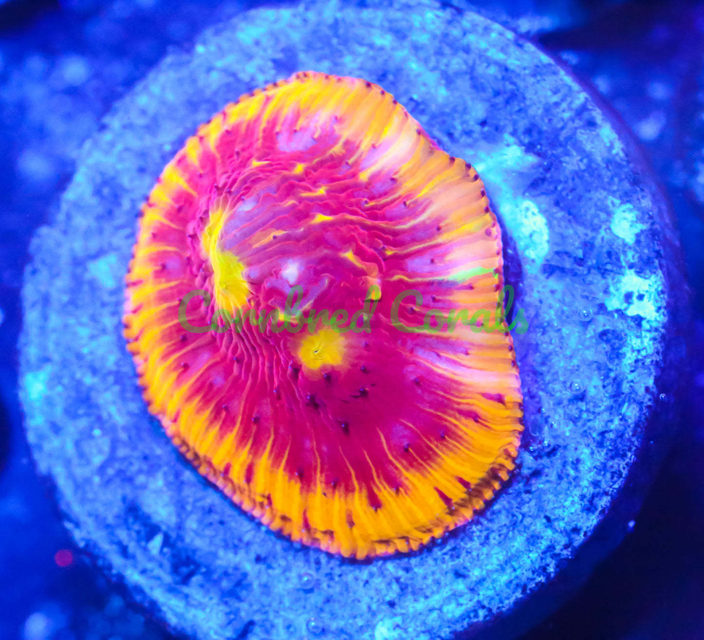 Cornbred's Flamethrower Diaseris