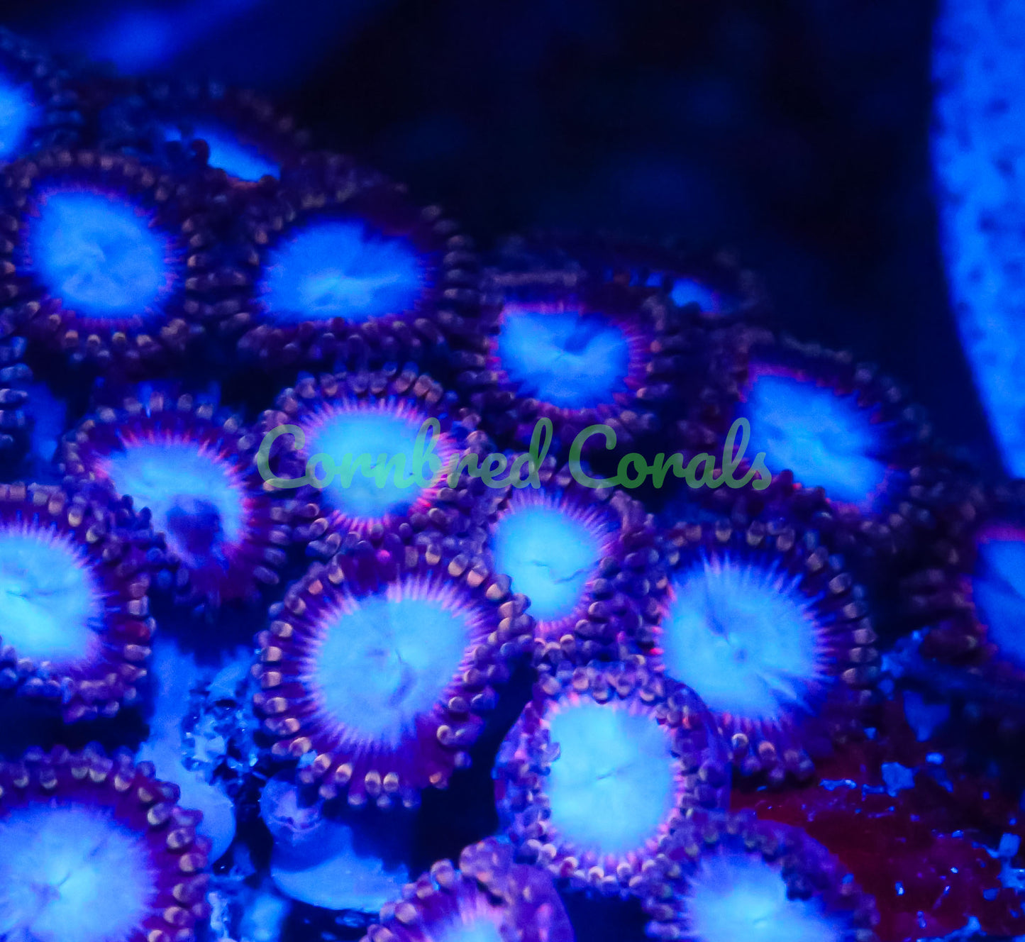 Cornbred's Smurfette Palys