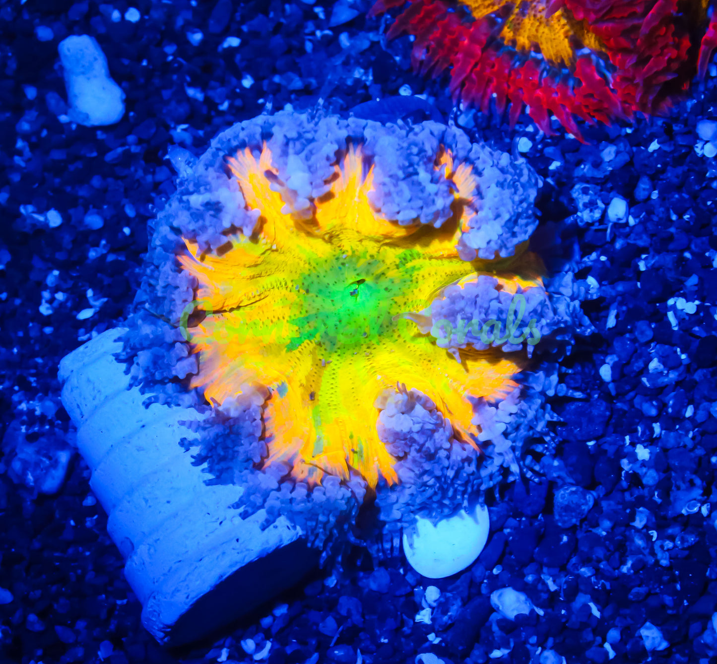 Cornbred's Alien Eye Tie-Dye Rock Nem - WYSIWYG