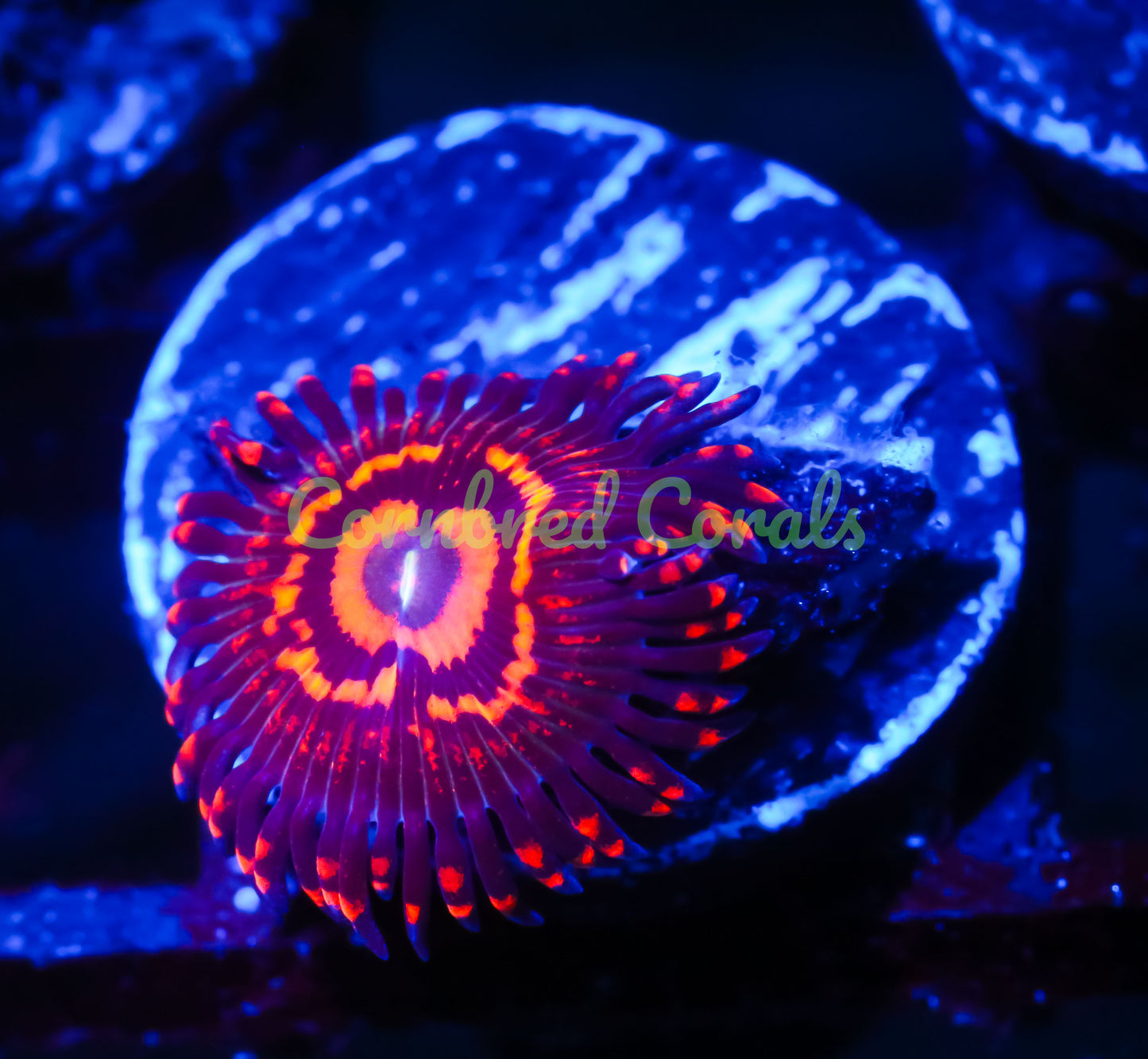 Cornbred's Mortal Combat Paly - WYSIWYG