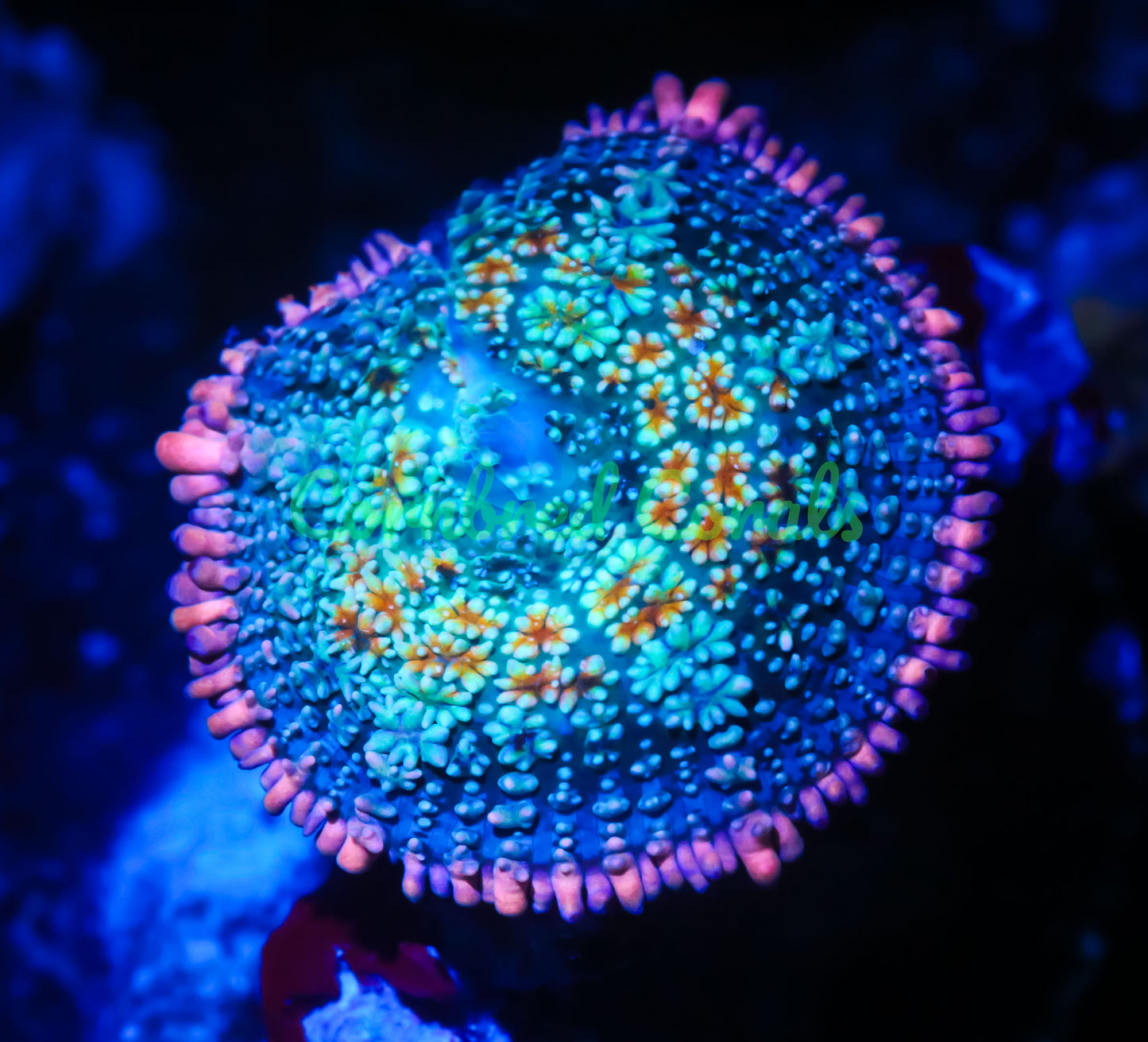 Cornbred's Rainbow Frankenstein Bounce Mushroom - WYSIWYG